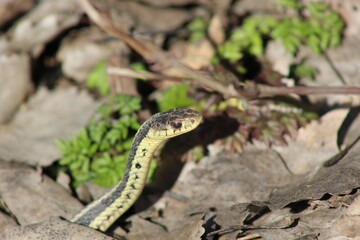 Common Garter Snake