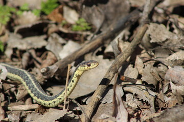 Common Garter Snake