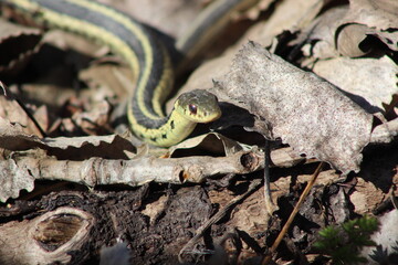 Common Garter Snake