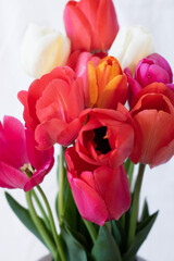 Tulips white background