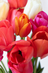 Obraz premium Tulips white background