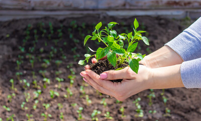 a girl holds pepper seedlings in her hands, against the backdrop of a garden, farm, greenhouse.