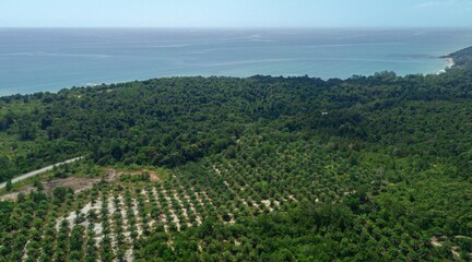 Naklejka premium Aerial drone view of oil palm plantations near the sea in Sedili Kecil, Johor, Malaysia
