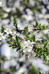 White flowers growing on a cherry tree branch somewhere in Poland