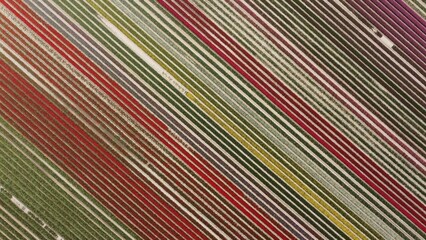 Tulpenfeld, Luftbild