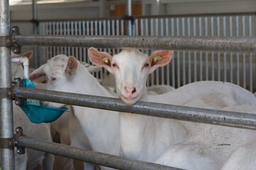 Goats on a goat farm. Industrial production of goat milk dairy products