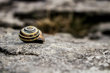 Snail