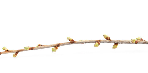 Twig with green buds.