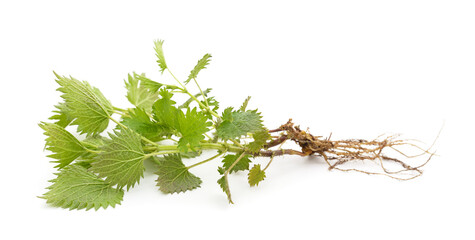 Sprig of nettle with roots.