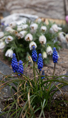 blue flowers in the garden