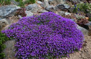 purple flowers