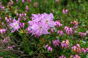 Obraz premium Blossoming Dwarf Alpenrose on alpine high altitude meadows in Vellacher Kotschna in Kamnik Savinja Alps in Carinthia, border Austria and Slovenia. Hiking in spring concept. Rhodothamnus chamaecistus