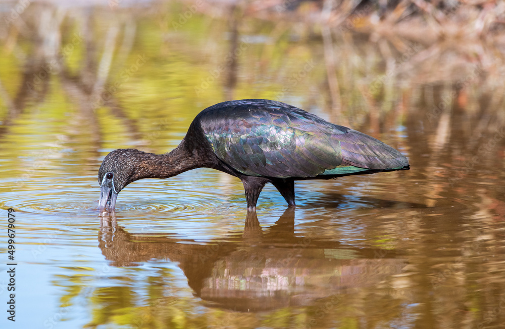 Poster A glossy ibis wading for food.