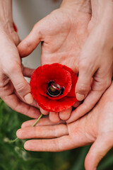 young couple holding a red poppy flower in the heart of which are engagement rings