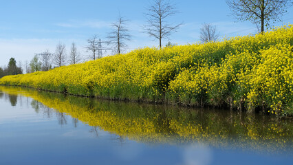 Spring, the verges are full of rapeseed in the Netherlands (yellow and blue)