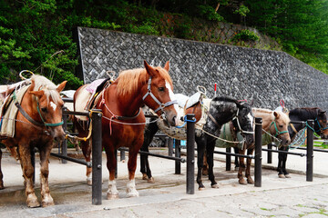 horse in mt. fuji