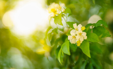 Closeup of mini white flower  under sunlight with copy space using as background green natural plants landscape, ecology wallpaper concept.