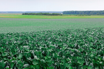 Gardening and agricultural activities during the harvest season. rows of cabbage.