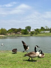 canadian goose on a lake