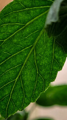 close up of green leaf