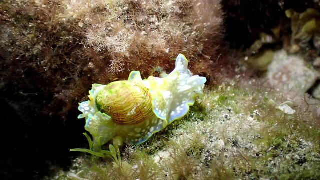 Close-up of a sea snail, Miniature Melo (Micromelo undatus) crawling underwater across algae. Marine fauna at El Hierro, Canary Islands.