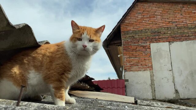 Red-headed domestic or homeless cat sits on roof.