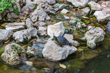 Fototapeta na wymiar Turtle in its natural habitat. Pond turtle, yellow-bellied on the shore of the reservoir in reeds.