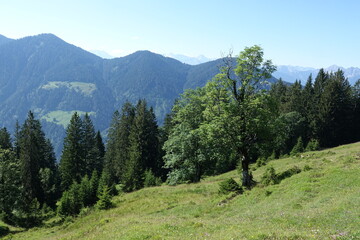 Fototapeta na wymiar Baum am Alpwegkopf