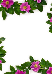 Pink flowers dog-rose ( Rosa canina ) with green leaves on white background with space for text. Top view, flat lay
