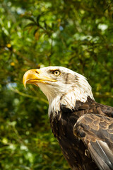 aguila calva USA
