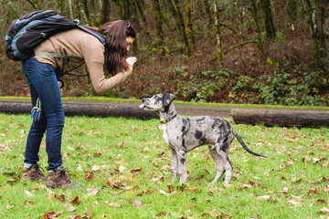 Merle Great Dane puppy training