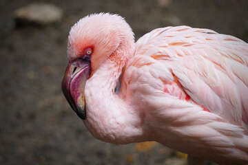 Close up of a Lesser Flamingo, Phoeniconaias minor