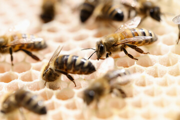 Beekeeping bee honey beeswax in apiary closeup