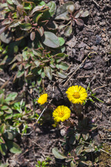 Wild yellow flowers, natural vertical photo, coltsfoot