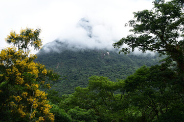 clouds in the forest