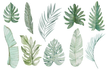 Watercolor set of tropical leaves isolated on white background 