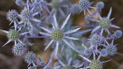Wild eryngium in bright coloring lat. Eryngium planum, upper plan. The side flowers are located in a circle from the sleepy one and resemble a mysterious wreath.