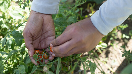 HANDS OF A BLACK WOMAN PICKING CHERRY TOMATOES IN HER VEGETABLES AND HERBS GARDEN IN LATIN AMERICA, WITH SPACE FOR TEXT, NO FACE