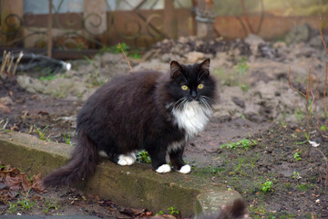 Naklejka na ściany i meble beautiful fluffy black and white cat