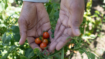 HANDS OF A BLACK WOMAN PICKING CHERRY TOMATOES IN HER VEGETABLES AND HERBS GARDEN IN LATIN AMERICA, WITH SPACE FOR TEXT, NO FACE
