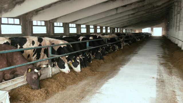 Dairy cows in a feedlot called “compost barn”. The system aims to improve the comfort and well-being of the animals and to increase the productivity levels of the herd. Inside the farm with cows.
