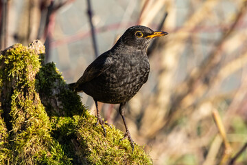 Amsel 3,