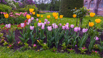 beautiful purple and yellow tulips on a flowerbed in a country park in the suburbs of St. Petersburg, Russia
