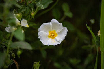 Nature details. Pateira de Fermentelos or Pateira de Espinhel, the largest natural lagoon on the Iberian peninsula, District of Aveiro, Portugal April 13, 2022.

