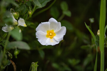 Nature details. Pateira de Fermentelos or Pateira de Espinhel, the largest natural lagoon on the Iberian peninsula, District of Aveiro, Portugal April 13, 2022.

