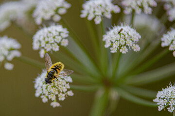 Nature details. Pateira de Fermentelos or Pateira de Espinhel, the largest natural lagoon on the Iberian peninsula, District of Aveiro, Portugal April 13, 2022.

