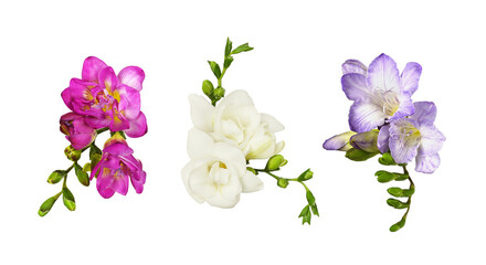 Set of pink, white and purple freesia flowers and buds isolated on white - obrazy, fototapety, plakaty