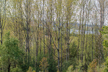 Nature details. Pateira de Fermentelos or Pateira de Espinhel, the largest natural lagoon on the Iberian peninsula, District of Aveiro, Portugal April 13, 2022.


