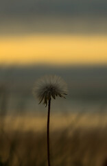 dandelion with sunset background