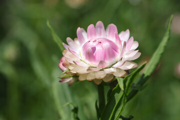 Pink beautiful helichrysum in garden closeup. Summer flower